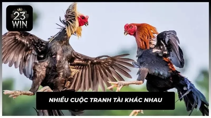 Hệ thống trận đấu đa dạng